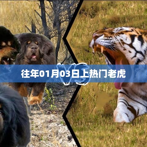 老虎上熱門，回顧歷年熱門事件