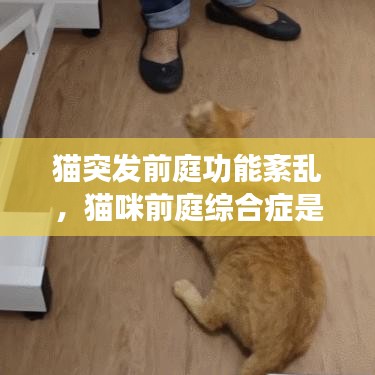 貓突發(fā)前庭功能紊亂，貓咪前庭綜合癥是什么意思 
