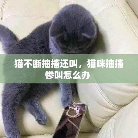 貓不斷抽搐還叫，貓咪抽搐慘叫怎么辦 