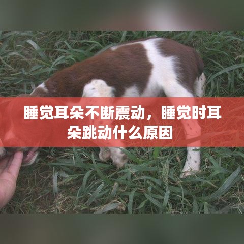睡覺(jué)耳朵不斷震動(dòng)，睡覺(jué)時(shí)耳朵跳動(dòng)什么原因 