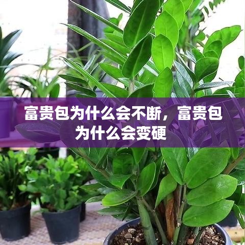 富貴包為什么會(huì)不斷，富貴包為什么會(huì)變硬 