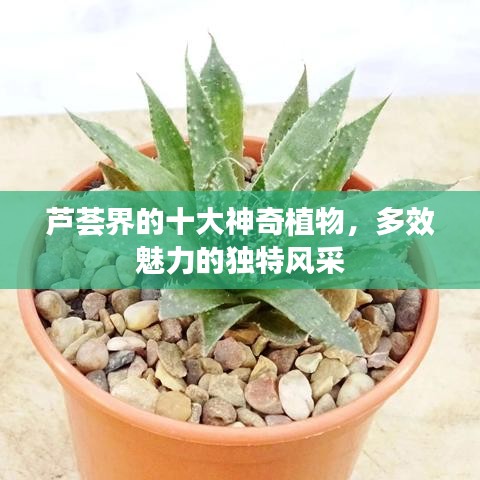 蘆薈界的十大神奇植物，多效魅力的獨(dú)特風(fēng)采