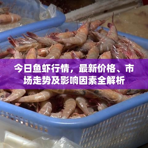 今日魚蝦行情，最新價格、市場走勢及影響因素全解析