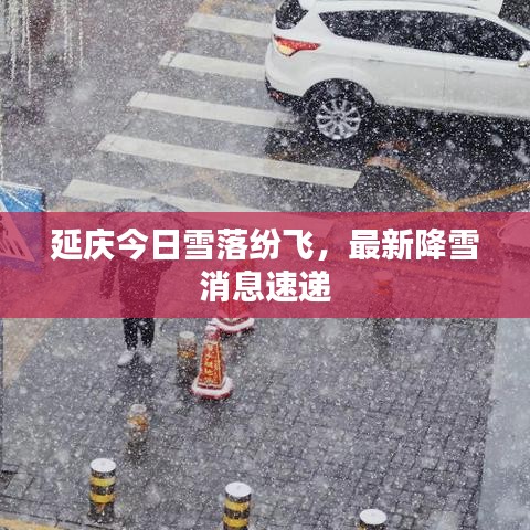 延慶今日雪落紛飛，最新降雪消息速遞