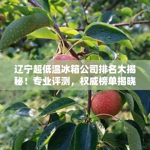 遼寧超低溫冰箱公司排名大揭秘！專業(yè)評測，權(quán)威榜單揭曉！