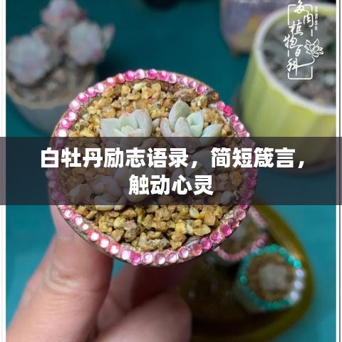 白牡丹勵(lì)志語(yǔ)錄，簡(jiǎn)短箴言，觸動(dòng)心靈