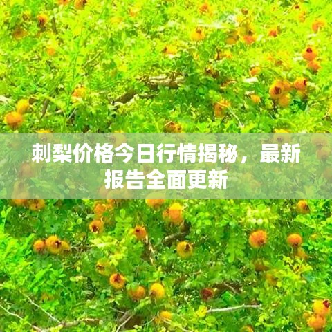 刺梨價格今日行情揭秘，最新報告全面更新