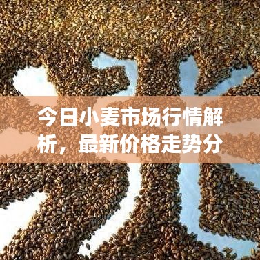 今日小麥?zhǔn)袌?chǎng)行情解析，最新價(jià)格走勢(shì)分析