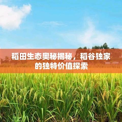 稻田生態(tài)奧秘揭秘，稻谷獨家的獨特價值探索