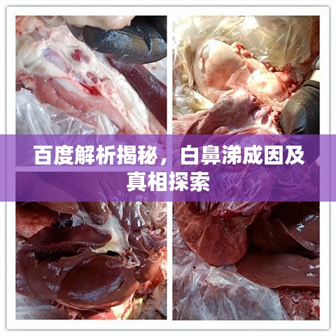 百度解析揭秘，白鼻涕成因及真相探索