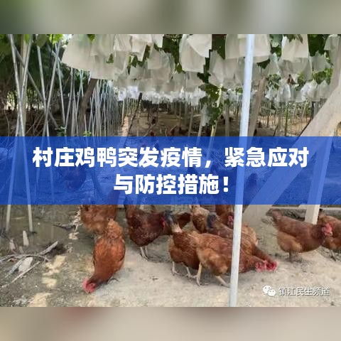 村莊雞鴨突發(fā)疫情，緊急應對與防控措施！
