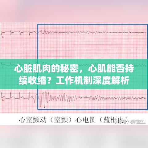 心臟肌肉的秘密，心肌能否持續(xù)收縮？工作機(jī)制深度解析