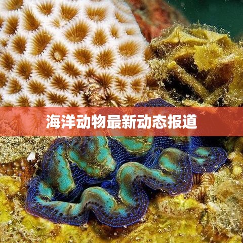 海洋動(dòng)物最新動(dòng)態(tài)報(bào)道