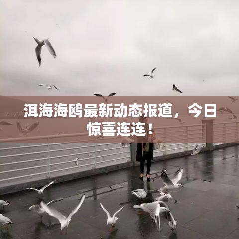 洱海海鷗最新動態(tài)報道，今日驚喜連連！