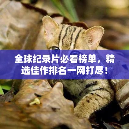 全球紀(jì)錄片必看榜單，精選佳作排名一網(wǎng)打盡！