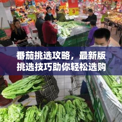 番茄挑選攻略，最新版挑選技巧助你輕松選購美味番茄！