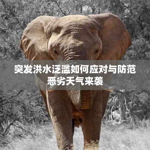 突發(fā)洪水泛濫如何應(yīng)對(duì)與防范惡劣天氣來(lái)襲