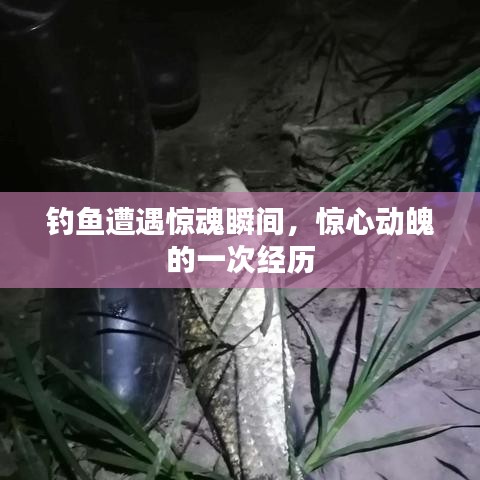 釣魚遭遇驚魂瞬間，驚心動魄的一次經(jīng)歷