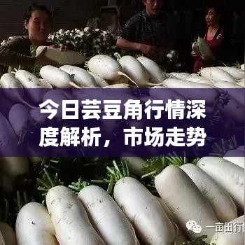 今日蕓豆角行情深度解析，市場走勢、價格及供需關(guān)系一網(wǎng)打盡