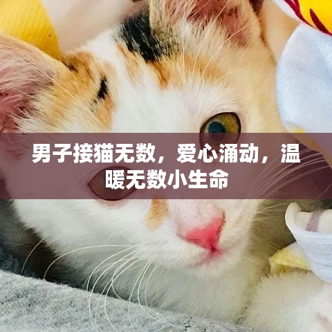 男子接貓無數(shù)，愛心涌動(dòng)，溫暖無數(shù)小生命