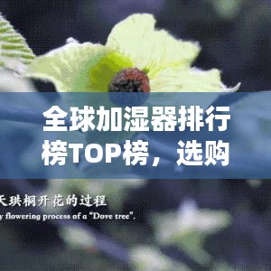全球加濕器排行榜TOP榜，選購最佳加濕器必看！