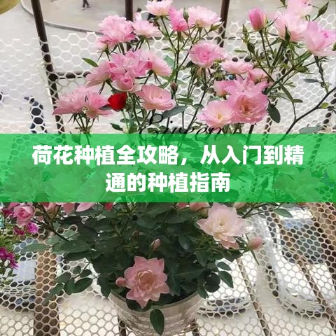 荷花種植全攻略，從入門到精通的種植指南