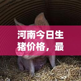河南今日生豬價格，最新豬價行情一網(wǎng)打盡！