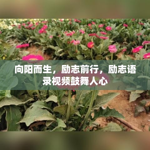 向陽(yáng)而生，勵(lì)志前行，勵(lì)志語(yǔ)錄視頻鼓舞人心