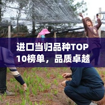 進(jìn)口當(dāng)歸品種TOP10榜單，品質(zhì)卓越之選