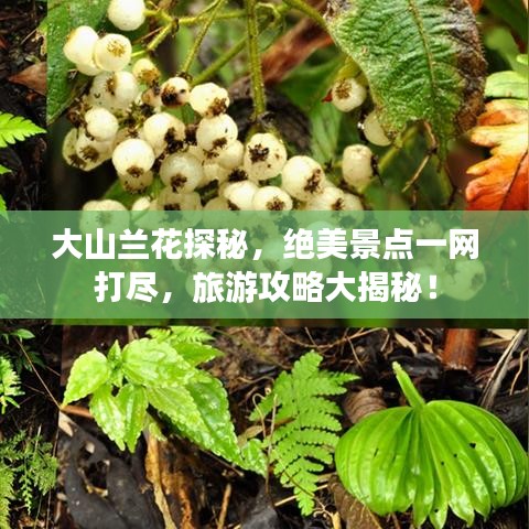 大山蘭花探秘，絕美景點一網(wǎng)打盡，旅游攻略大揭秘！
