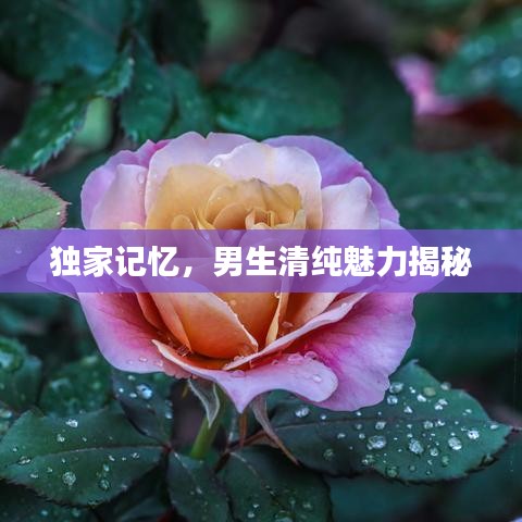 獨家記憶，男生清純魅力揭秘