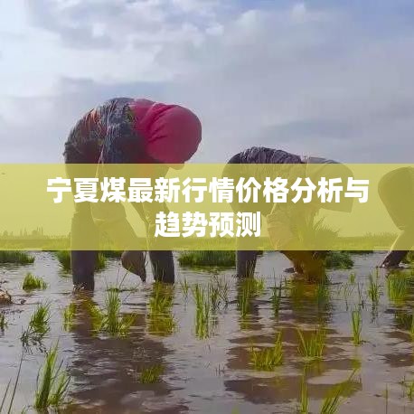 寧夏煤最新行情價(jià)格分析與趨勢(shì)預(yù)測(cè)