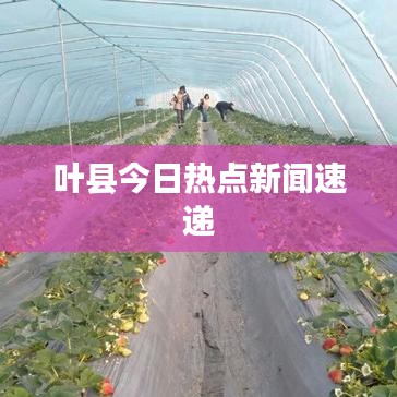 葉縣今日熱點新聞速遞