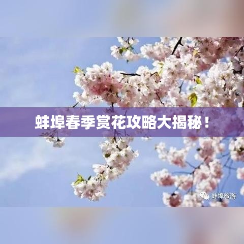 蚌埠春季賞花攻略大揭秘！