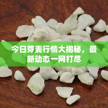 今日芽麥行情大揭秘，最新動(dòng)態(tài)一網(wǎng)打盡