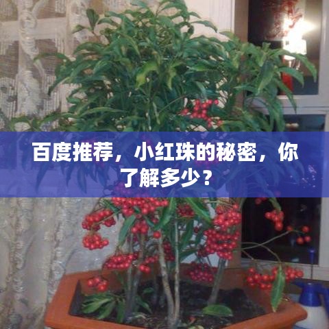 百度推薦，小紅珠的秘密，你了解多少？