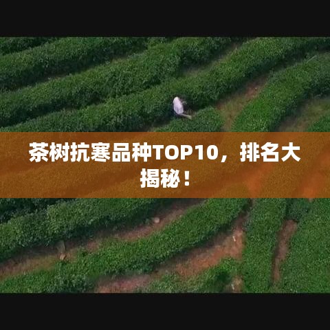 茶樹抗寒品種TOP10，排名大揭秘！