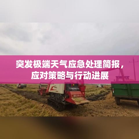 突發(fā)極端天氣應急處理簡報，應對策略與行動進展