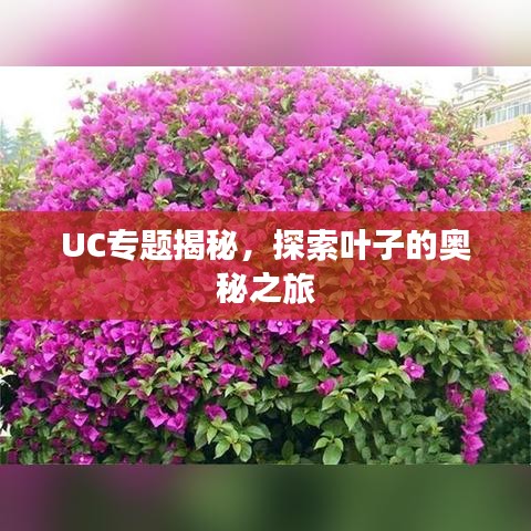 UC專題揭秘，探索葉子的奧秘之旅