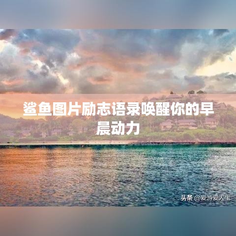 鯊魚圖片勵志語錄喚醒你的早晨動力