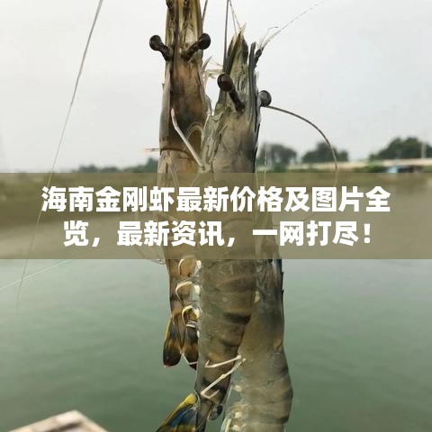 海南金剛蝦最新價(jià)格及圖片全覽，最新資訊，一網(wǎng)打盡！