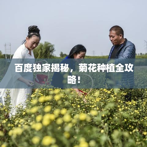 百度獨(dú)家揭秘，菊花種植全攻略！