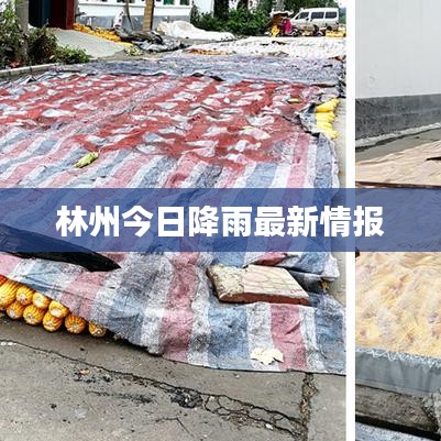 林州今日降雨最新情報(bào)