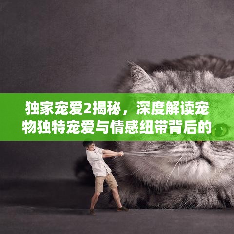 獨(dú)家寵愛(ài)2揭秘，深度解讀寵物獨(dú)特寵愛(ài)與情感紐帶背后的故事
