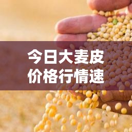 今日大麥皮價格行情速遞