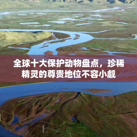 全球十大保護(hù)動(dòng)物盤(pán)點(diǎn)，珍稀精靈的尊貴地位不容小覷
