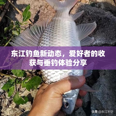 東江釣魚新動態(tài)，愛好者的收獲與垂釣體驗(yàn)分享