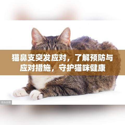 貓鼻支突發(fā)應(yīng)對，了解預(yù)防與應(yīng)對措施，守護(hù)貓咪健康