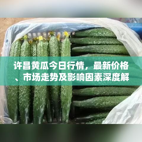 許昌黃瓜今日行情，最新價格、市場走勢及影響因素深度解析