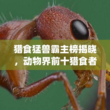 獵食猛獸霸主榜揭曉，動物界前十獵食者排名榜單！